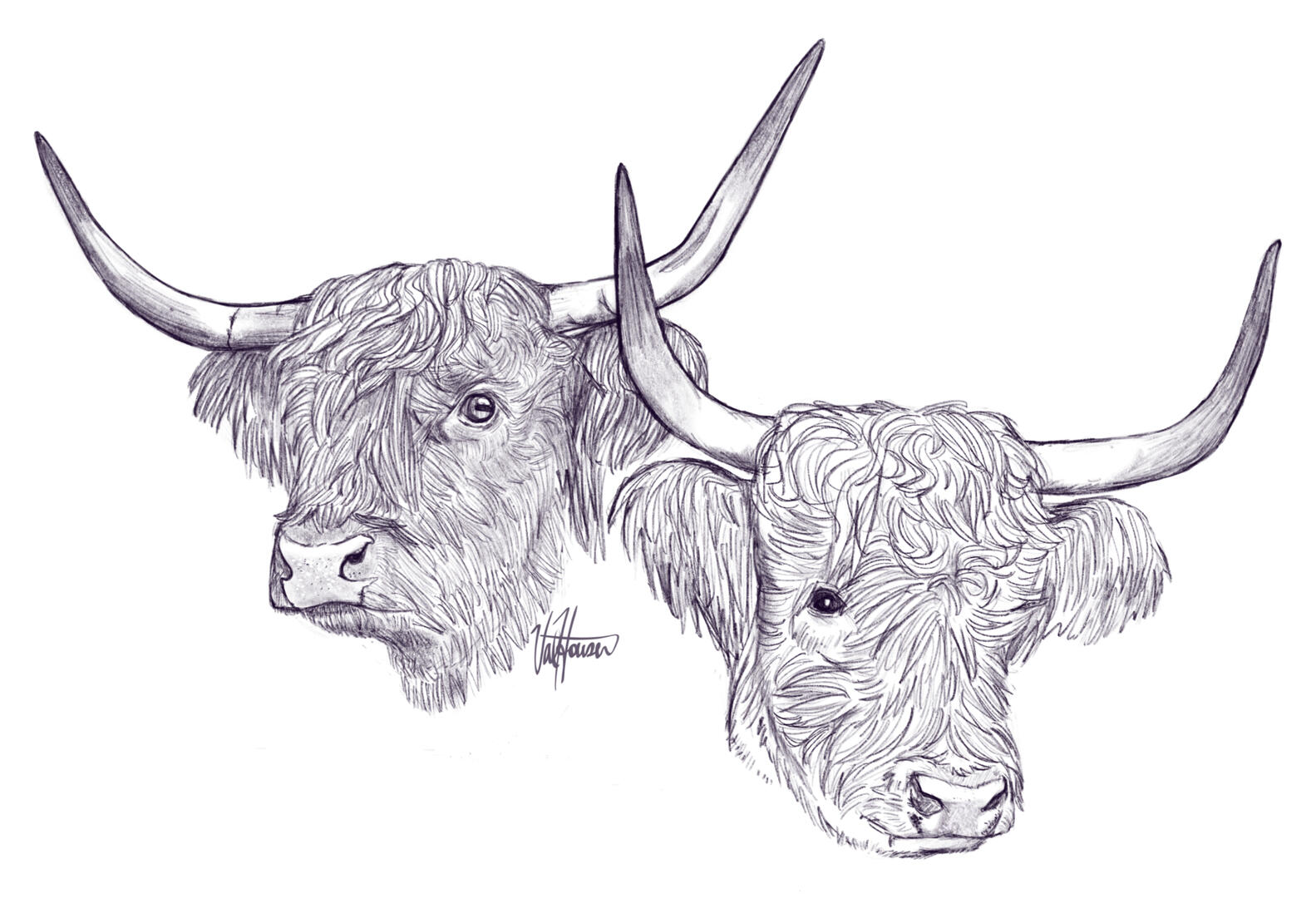 Highland Cows